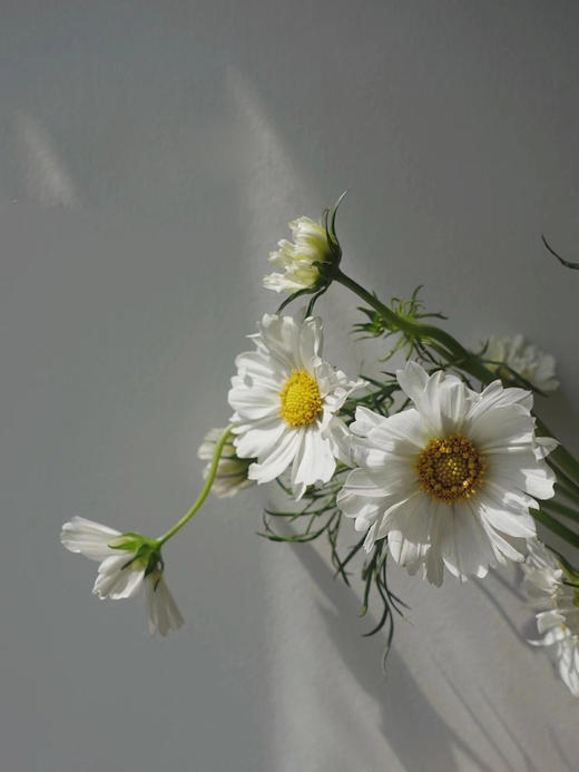 配花 | 格桑花白色 商品图0