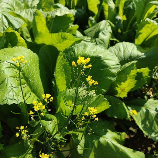 自有基地生态蔬菜箱（5款蔬菜）包含应季蔬菜5款 商品图1