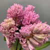 进口风信子-粉色 商品缩略图1