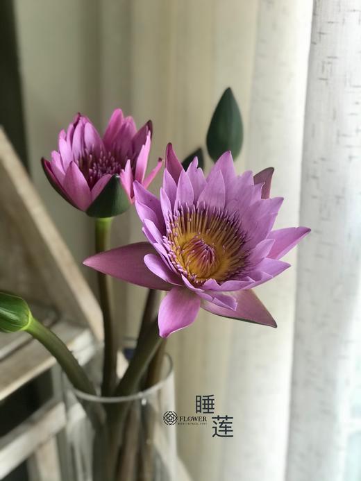 活动睡莲 商品图0