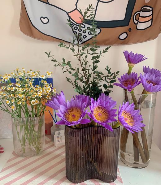 活动睡莲 商品图1