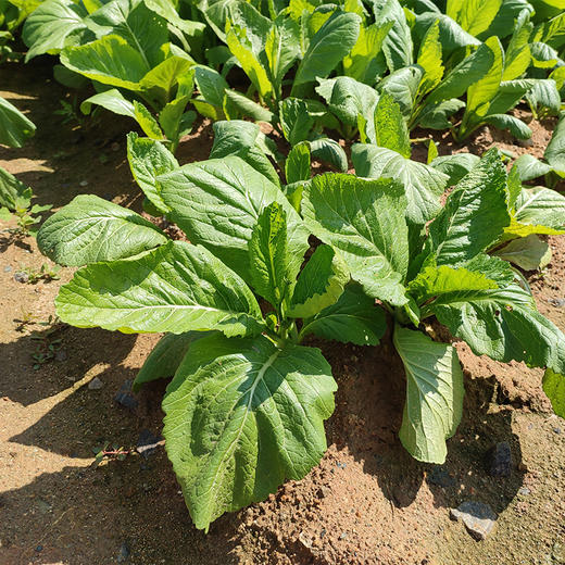 自有基地生态蔬菜箱（5款蔬菜）包含应季蔬菜5款 商品图2