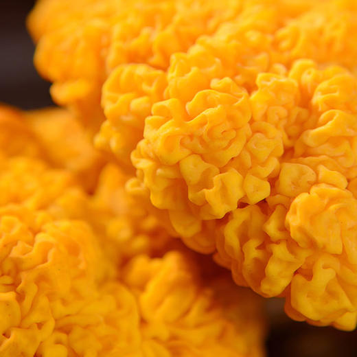 金耳菌中燕窝，来自云南大山里的山珍美味   富含蛋白质 氨基酸   胶质细腻  口感QQ弹弹    适合炖煮 商品图3