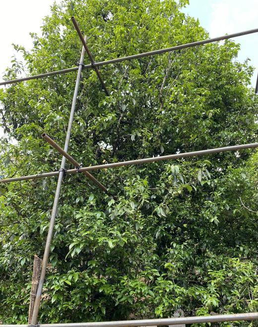 2024【单株-冰岛头春】仅10棵 商品图9