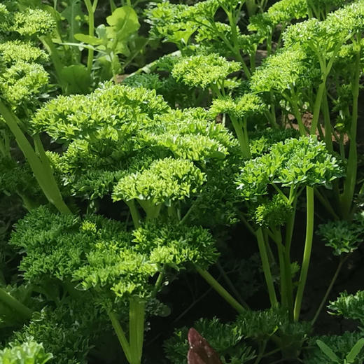 法香欧芹荷兰芹100g 香料西餐装饰沙拉 商品图1