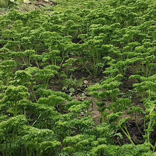 法香欧芹荷兰芹100g 香料西餐装饰沙拉 商品图4