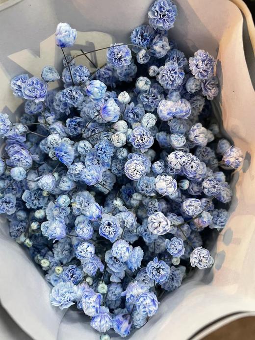 【国产高品质】 星花/满天星 多色可选 约500克/大扎 商品图11