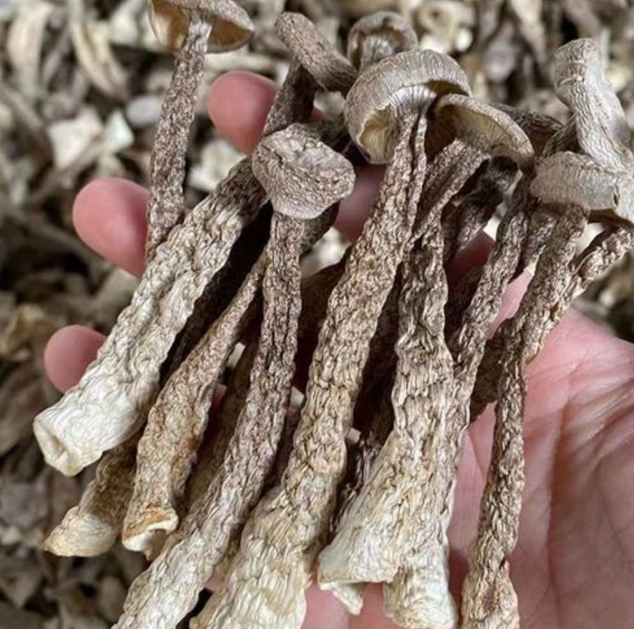 干鹿茸菇 肉质厚实  最新到货 满88包邮