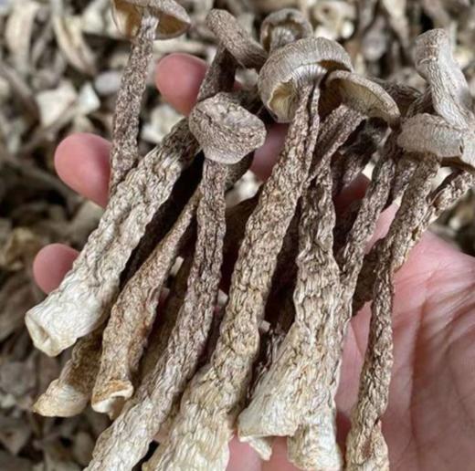 干鹿茸菇 肉质厚实  满88包邮 商品图0