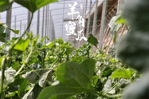 【羊角蜜瓜 48小时发货 4.5斤装】脆甜爽口，甘甜流蜜，皮薄肉脆、香甜多汁 商品图5
