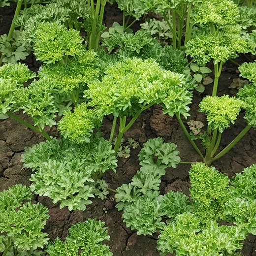 法香欧芹荷兰芹100g 香料西餐装饰沙拉 商品图3