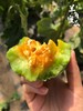 【羊角蜜瓜 48小时发货 4.5斤装】脆甜爽口，甘甜流蜜，皮薄肉脆、香甜多汁 商品缩略图1