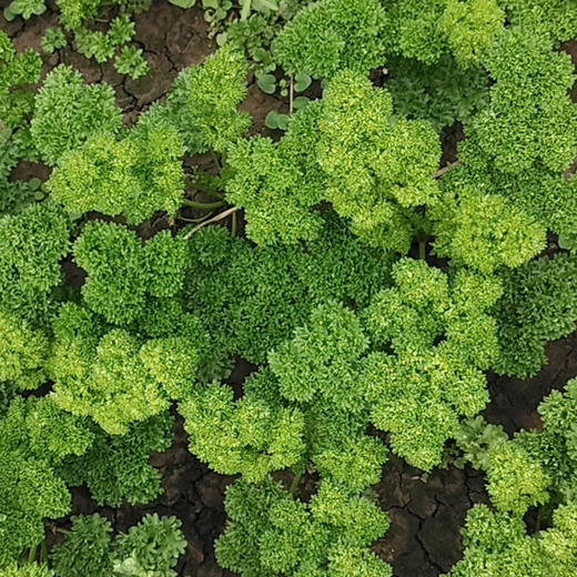 法香欧芹荷兰芹100g 香料西餐装饰沙拉 商品图2