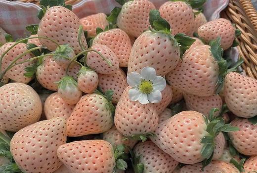 预售淡雪粉草莓带您找回初恋的感觉高颜值浓郁奶香甜美口感2盒份约350