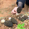 特惠活动『高原新鲜羊肚菌』鲜香浓郁，嫩脆可口，菌中皇后 商品缩略图8