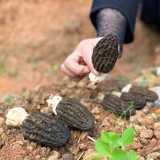 特惠活动『高原新鲜羊肚菌』鲜香浓郁，嫩脆可口，菌中皇后 商品图8