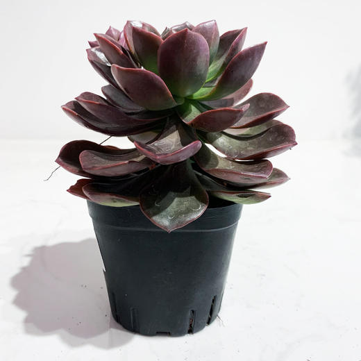 【绿植】精品多肉 商品图1