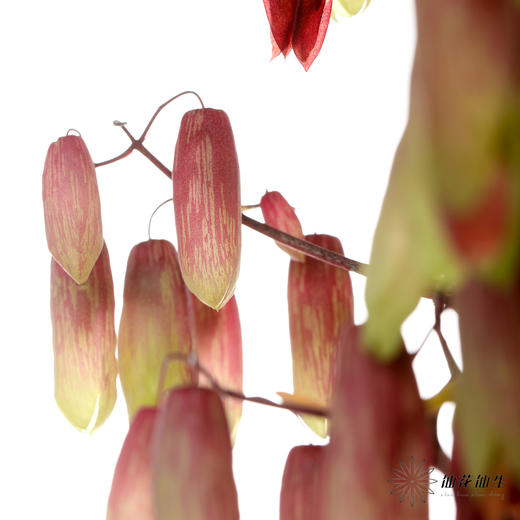 配花 | 天灯 商品图6