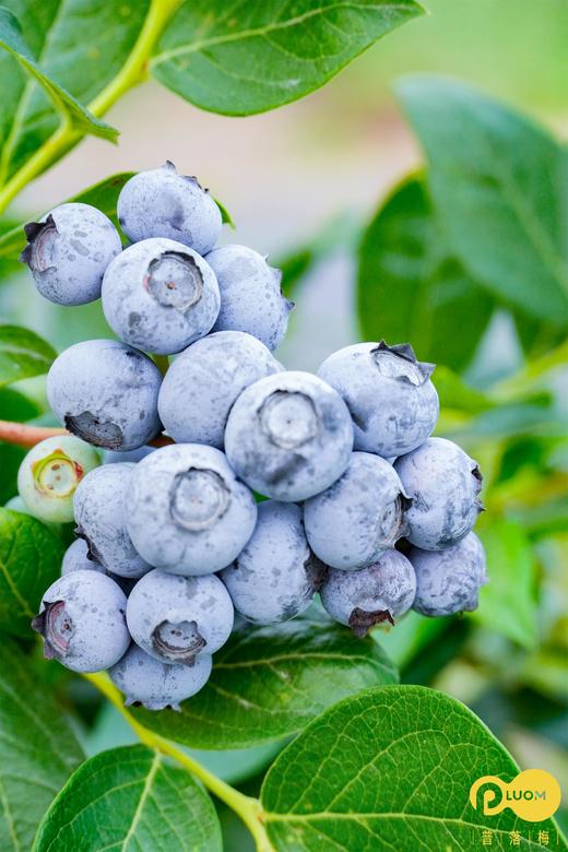 丹东粒装 蓝莓 2盒装 商品图1