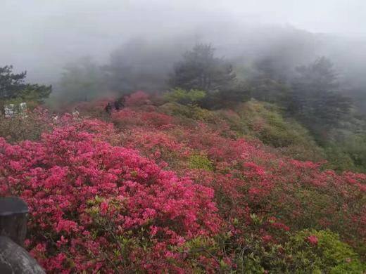 【湖北】·武汉东湖樱花、江滩落日、宜昌三峡人家、荆门油菜花、恩施大峡谷、地心谷8日摄影采风 商品图1