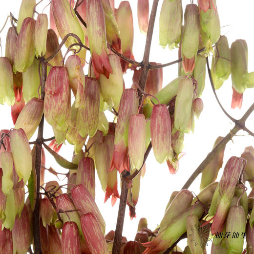 配花 | 天灯 商品图4