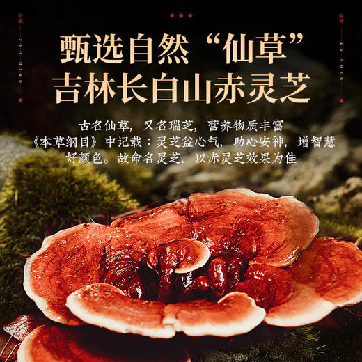 【买3送2】灵芝酸枣仁茶，中医推荐，晚上好睡眠，越喝越年轻 20袋/盒 商品图1