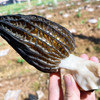 特惠活动『高原新鲜羊肚菌』鲜香浓郁，嫩脆可口，菌中皇后 商品缩略图0