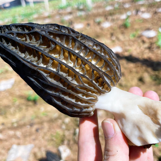 特惠活动『高原新鲜羊肚菌』鲜香浓郁，嫩脆可口，菌中皇后 商品图0