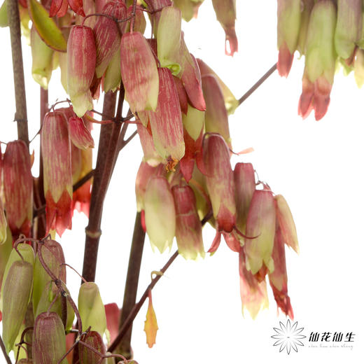 配花 | 天灯 商品图5