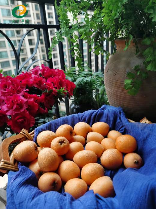 攀枝花枇杷  特级大果 3斤左右 商品图2