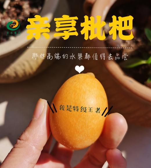 攀枝花枇杷  特级大果 3斤左右 商品图1