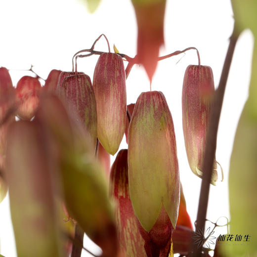 配花 | 天灯 商品图7