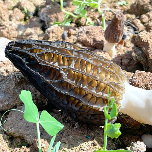 特惠活动『高原新鲜羊肚菌』鲜香浓郁，嫩脆可口，菌中皇后 商品图3