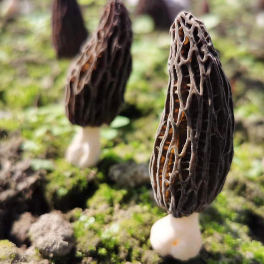 特惠活动『高原新鲜羊肚菌』鲜香浓郁，嫩脆可口，菌中皇后 商品图7