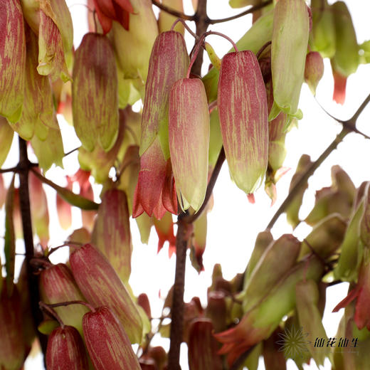 配花 | 天灯 商品图1