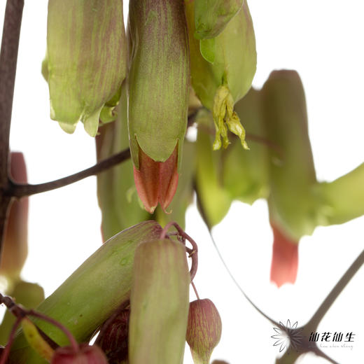 配花 | 天灯 商品图3