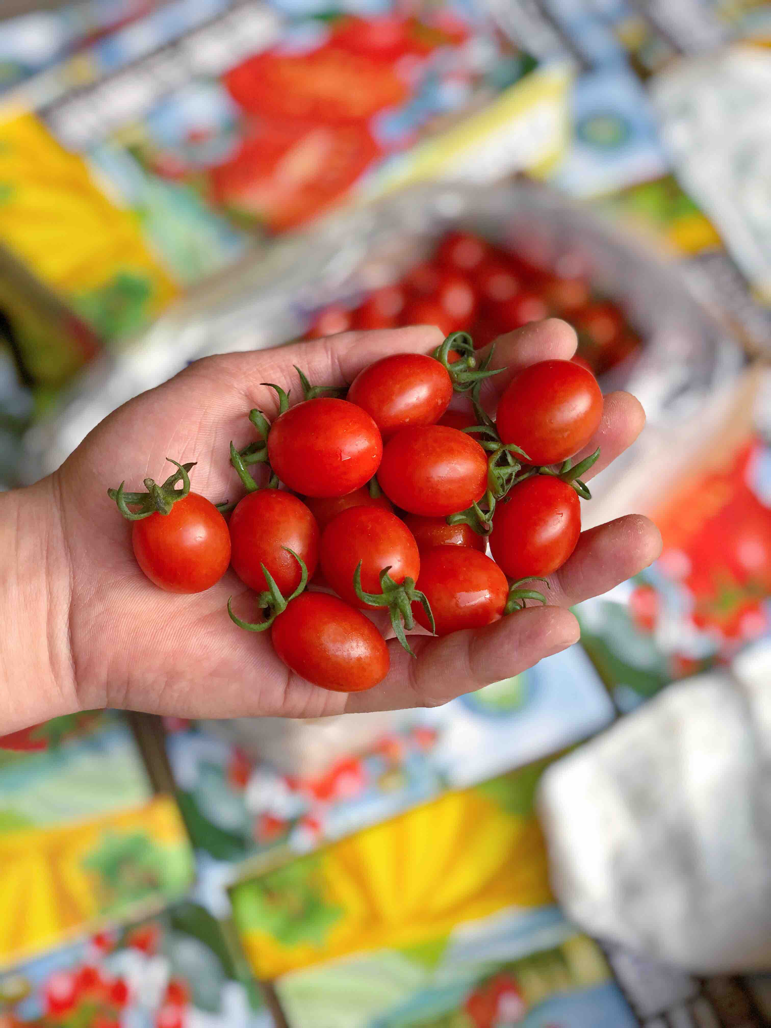 樱桃千禧口感甜颗颗爆浆产地直发当季好吃的千禧推荐