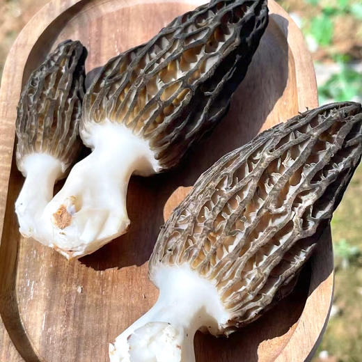 特惠活动『高原新鲜羊肚菌』鲜香浓郁，嫩脆可口，菌中皇后 商品图5