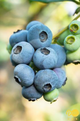 丹东粒装 蓝莓 2盒装