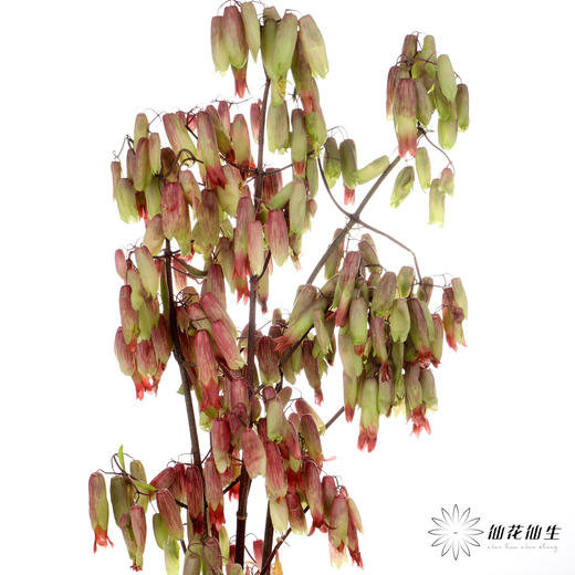 配花 | 天灯 商品图0