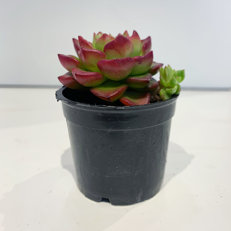 【绿植】小多肉