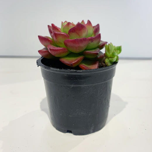 【绿植】小多肉 商品图0