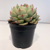 【绿植】小多肉 商品缩略图3