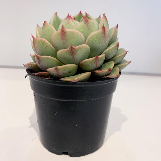 【绿植】小多肉 商品图3