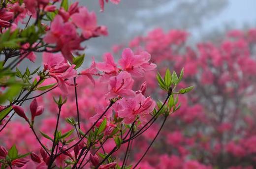 【湖北】·武汉东湖樱花、江滩落日、宜昌三峡人家、荆门油菜花、恩施大峡谷、地心谷8日摄影采风 商品图2