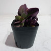 【绿植】精品多肉 商品缩略图0