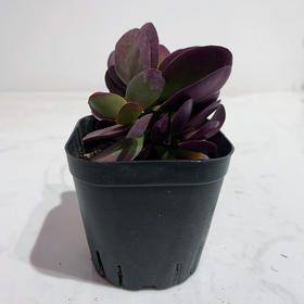 【绿植】精品多肉