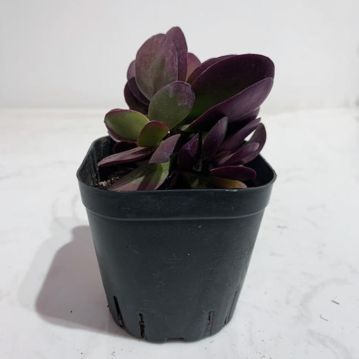 【绿植】精品多肉 商品图0