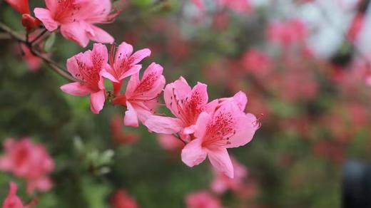 【湖北】·武汉东湖樱花、江滩落日、宜昌三峡人家、荆门油菜花、恩施大峡谷、地心谷8日摄影采风 商品图0