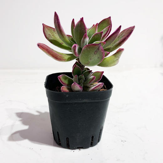 【绿植】精品多肉 商品图2